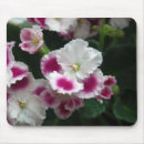 Search for african violet Pretty