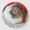 Search for guinea pig clocks Animal