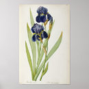 Search for pierre joseph redoute posters Botany