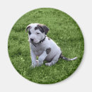 Search for bull magnets Pit