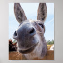 Search for donkeys posters Smiling donkey