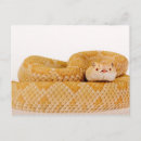 Search for diamondback Scales