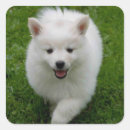 Search for american eskimo dog stickers Puppy