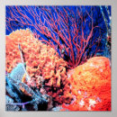 Search for sponge Colourful
