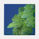 Search for topics magnets Sealife
