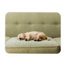 Search for purebred magnets Puppy