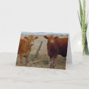 Search for bovines cards Rural