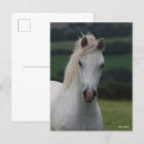 Search for bobbed postcards Horse