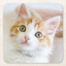 Search for adopt barware Pet