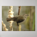 Search for blackbird posters Wildlife