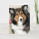 Search for sheepdog cards Canine