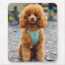 Search for poodle puppy mousepads Puppies
