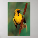 Search for weaver posters Animal