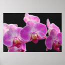 Search for clusters posters Floral
