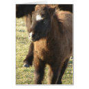 Search for filly photography Black