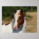 Search for haflinger posters Headshot
