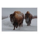 Search for bison posters Consumerproduct