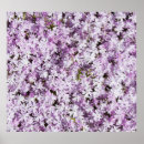 Search for purple flowers backdrops Pattern