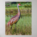 Search for sandhill posters Cranes