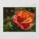Search for smelling postcards Flowers