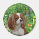 Search for charles magnets Dog