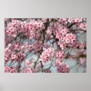 Search for cherry blossom posters Tree