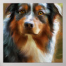 Search for australian shepherd posters Canine