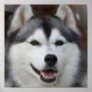 Search for siberian husky puppy posters Puppies