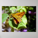Search for lepidoptera art Nature