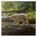 Search for black bear tiles Jaynes gallery