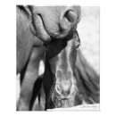 Search for friesian horse art Foal