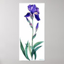 Search for purple iris art posters Watercolor