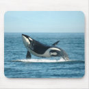 Search for breaching electronics Orca