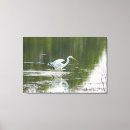 Search for egret Reflection