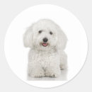 Search for maltese dogs stickers Canine