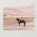 Search for mustangs horizontal postcards Landscape