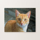 Search for ginger cat puzzles Orange