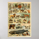 Search for vintage animal illustration posters Wildlife