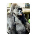 Search for gorilla magnets Funny