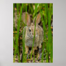Search for cottontail art Danita delimont