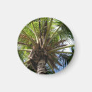 Search for coconuts magnets Palm