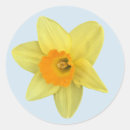 Search for yellow daffodils stickers Bloom