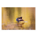 Search for feathered birds art Photograph