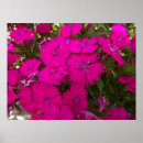 Search for bright flowers posters Pink