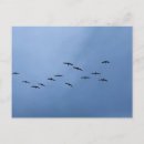Search for flying birds postcards Bird lover