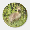 Search for gosling magnets Canada goose