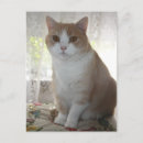 Search for big eyes postcards Funny