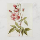 Search for rosas postcards Flower