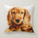 Search for cocker spaniel cushions Cute