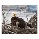 Search for eaglets Bald eagle